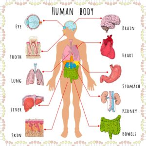 Human Body diagram